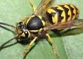 Wasp Nest Removal New Forest 375055 Image 0